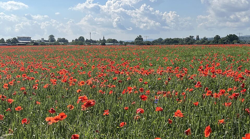 Radwege im Sommer Mohnblumenfeld in Radebeul